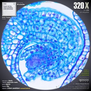 Óvulo en maduración